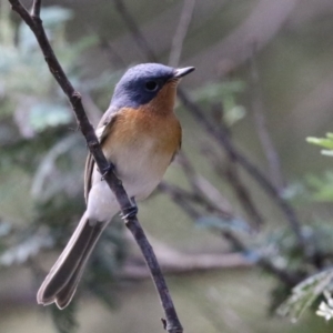 Myiagra rubecula at Paddys River, ACT - 2 Feb 2023