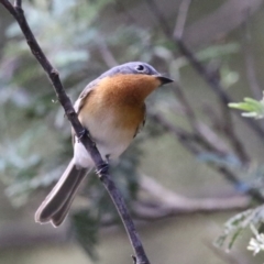 Myiagra rubecula at Paddys River, ACT - 2 Feb 2023