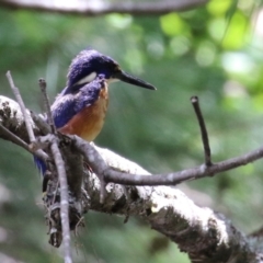 Ceyx azureus (Azure Kingfisher) at Coree, ACT - 2 Feb 2023 by RodDeb