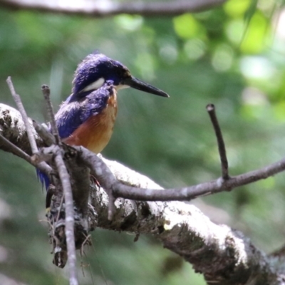 Ceyx azureus (Azure Kingfisher) at Coree, ACT - 2 Feb 2023 by RodDeb