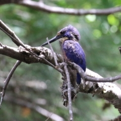 Ceyx azureus at Coree, ACT - 2 Feb 2023