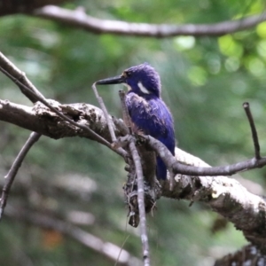 Ceyx azureus at Coree, ACT - 2 Feb 2023