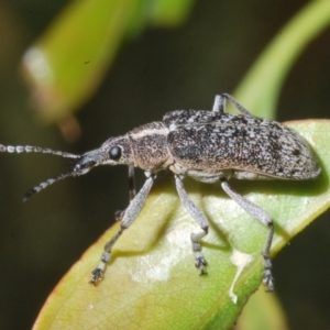 Pachyura australis at Cotter River, ACT - 1 Feb 2023