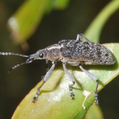 Pachyura australis (Belid weevil) at Cotter River, ACT - 1 Feb 2023 by Harrisi