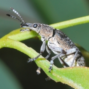 Pachyura australis at Cotter River, ACT - 1 Feb 2023