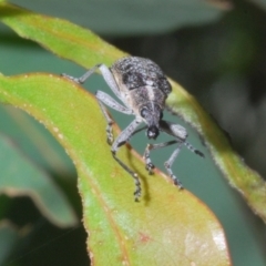 Pachyura australis at Cotter River, ACT - 1 Feb 2023 01:50 PM