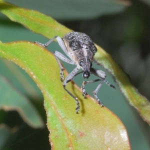 Pachyura australis at Cotter River, ACT - 1 Feb 2023