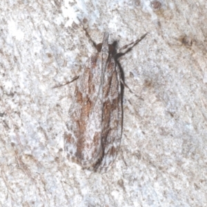 Scoparia favilliferella at Cotter River, ACT - 1 Feb 2023