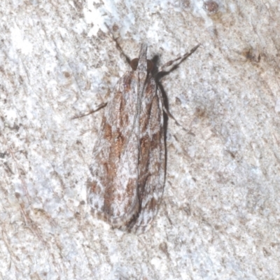 Scoparia favilliferella (A Pyralid moth) at Cotter River, ACT - 1 Feb 2023 by Harrisi