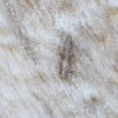 Scoparia favilliferella at Cotter River, ACT - 1 Feb 2023