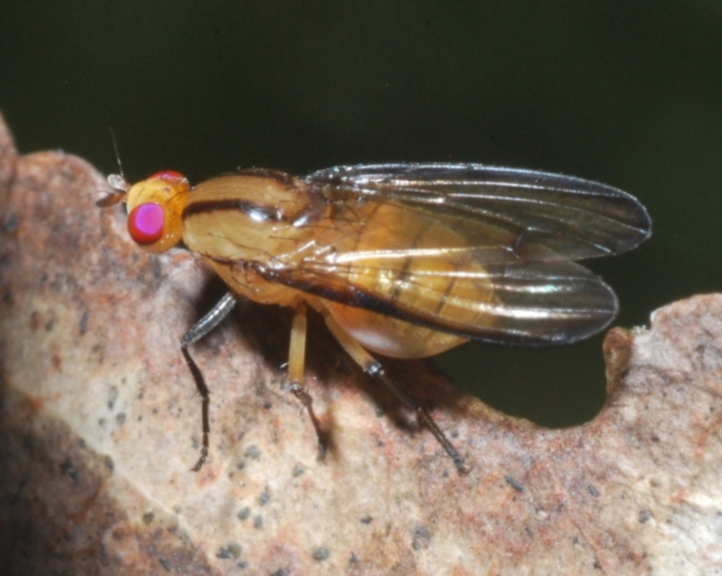 Sapromyza fuscocostata at Cotter River, ACT - 1 Feb 2023
