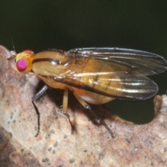 Sapromyza fuscocostata (A lauxid fly) at Cotter River, ACT - 1 Feb 2023 by Harrisi