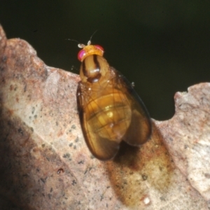 Sapromyza fuscocostata at Brindabella, ACT - 1 Feb 2023 01:59 PM