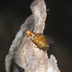 Sapromyza fuscocostata at Cotter River, ACT - 1 Feb 2023