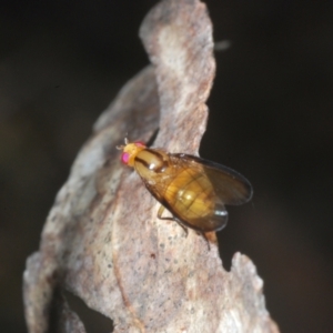 Sapromyza fuscocostata at Brindabella, ACT - 1 Feb 2023