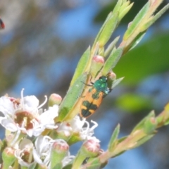 Castiarina hilaris (A jewel beetle) at Uriarra, NSW - 1 Feb 2023 by Harrisi