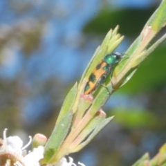 Castiarina hilaris at Uriarra, NSW - 1 Feb 2023