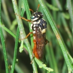 Pergagrapta bella (A sawfly) at Uriarra, NSW - 1 Feb 2023 by Harrisi