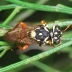 Pergagrapta bella at Uriarra, NSW - 1 Feb 2023 04:07 PM