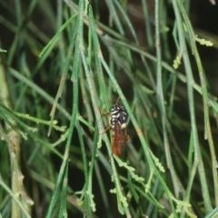 Pergagrapta bella at Uriarra, NSW - 1 Feb 2023 04:07 PM