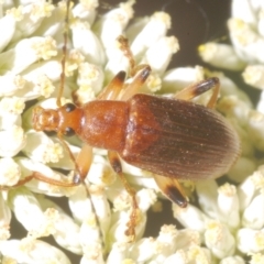 Lepturidea rubra (Comb-footed darkling beetle) at Cotter River, ACT - 1 Feb 2023 by Harrisi