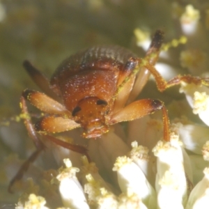 Lepturidea rubra at Cotter River, ACT - 1 Feb 2023