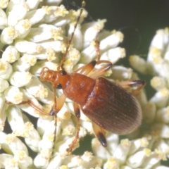 Lepturidea rubra at Cotter River, ACT - 1 Feb 2023