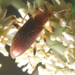 Lepturidea rubra at Cotter River, ACT - 1 Feb 2023