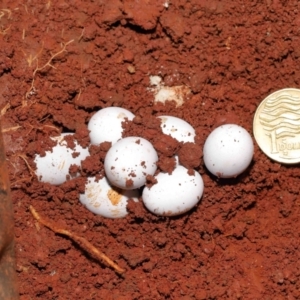 Ctenotus robustus at Wellington Point, QLD - 24 Jan 2023