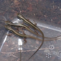 Unidentified Skink (TBC) at Wellington Point, QLD - 2 Feb 2023 by TimL