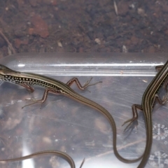 Ctenotus robustus at Wellington Point, QLD - 2 Feb 2023