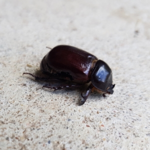 Dasygnathus sp. (genus) at Kambah, ACT - 2 Feb 2023