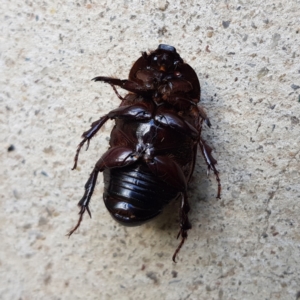 Dasygnathus sp. (genus) at Kambah, ACT - 2 Feb 2023