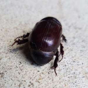 Dasygnathus sp. (genus) at Kambah, ACT - 2 Feb 2023