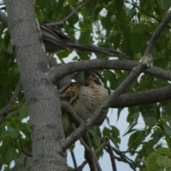 Eudynamys orientalis (Pacific Koel) at QPRC LGA - 31 Jan 2023 by Paul4K