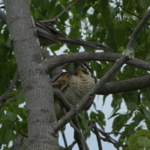 Eudynamys orientalis at Queanbeyan, NSW - 31 Jan 2023