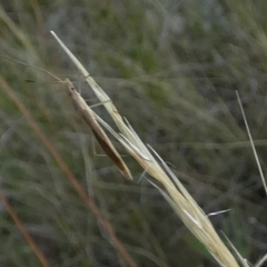 Mutusca brevicornis (A broad-headed bug) at QPRC LGA - 31 Jan 2023 by Paul4K