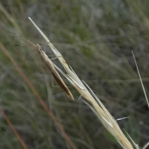 Mutusca brevicornis at Borough, NSW - 31 Jan 2023