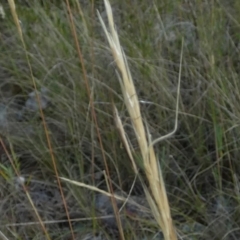 Mutusca brevicornis at Borough, NSW - suppressed