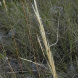 Mutusca brevicornis at Borough, NSW - suppressed