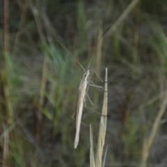 Mutusca brevicornis at Borough, NSW - suppressed