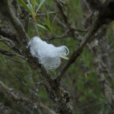 Callococcus acaciae (Burgan woolly scale) at Borough, NSW - 31 Jan 2023 by Paul4K