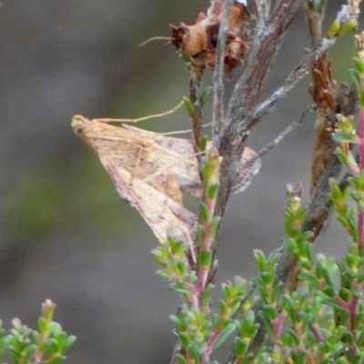 Endotricha pyrosalis (A Pyralid moth) at QPRC LGA - 31 Jan 2023 by Paul4K