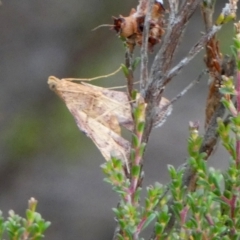 Endotricha pyrosalis (A Pyralid moth) at Borough, NSW - 31 Jan 2023 by Paul4K