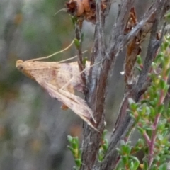 Endotricha pyrosalis at suppressed - 31 Jan 2023