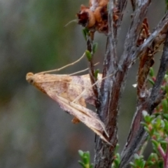 Endotricha pyrosalis at Borough, NSW - 31 Jan 2023