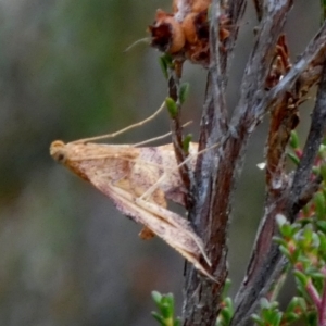 Endotricha pyrosalis at Borough, NSW - suppressed