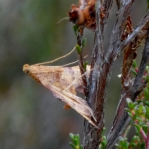 Endotricha pyrosalis at Borough, NSW - 31 Jan 2023