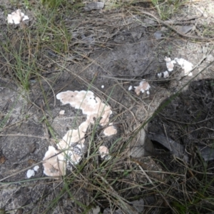 Chromelosporium/Ostracoderma sp. at Borough, NSW - suppressed