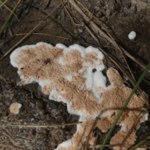 Chromelosporium/Ostracoderma sp. at Borough, NSW - suppressed